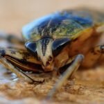 Roach Getting Into Car